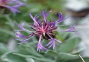 Centaurea triumphetti ssp achtarovii ©  Pandion Wild Tours